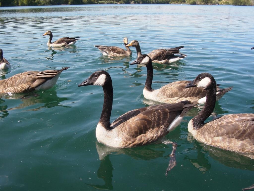 B&B Am See Koeln - Privatzimmer Ruang foto